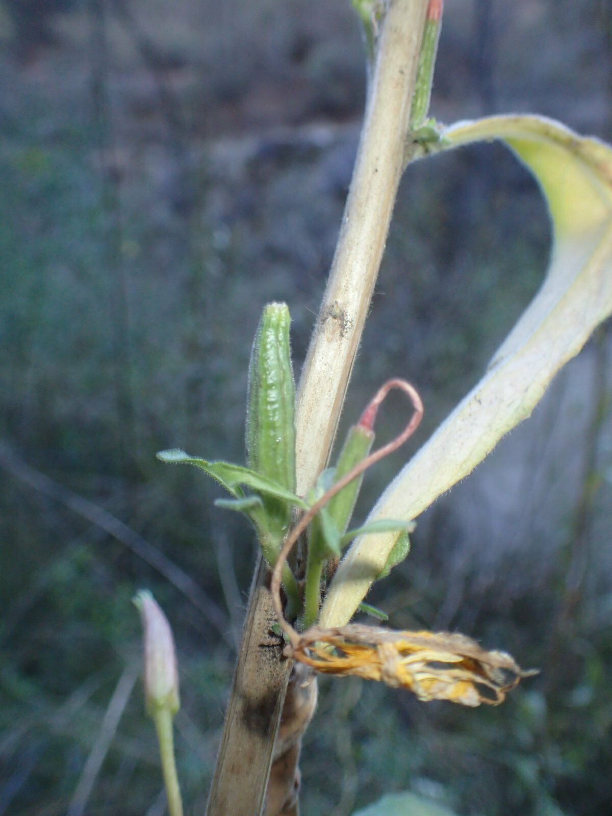 High Resolution Oenothera elata Fruit